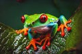 Amazon tree frog colorful