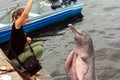 Amazon dolphin Royalty Free Stock Photo