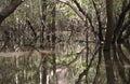 Amazon: The Flooded Jungle Royalty Free Stock Photo