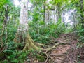 Amazon forest in the Madidi National Park, Bolivia Royalty Free Stock Photo