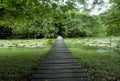 Amazon forest wood bridge Royalty Free Stock Photo