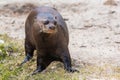 Amazon giant otter walking on land