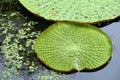Amazon giant water lily Royalty Free Stock Photo