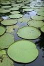 Amazon giant water lily Royalty Free Stock Photo