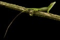 Amazon Green Anole Dactyloa philopunctata Royalty Free Stock Photo