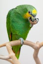 Amazon green parrot eating a nut close up