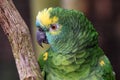 The Amazon green parrot