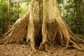 Amazon jungle tree Royalty Free Stock Photo