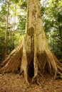 Amazon jungle tree Royalty Free Stock Photo