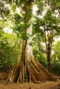 Amazon jungle tree Royalty Free Stock Photo