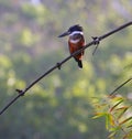 Amazon kingfisher