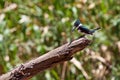Amazon kingfisher bird sitting on a branch