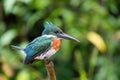 Amazon Kingfisher Chloroceryle amazona, Cano Negro Costa Rica