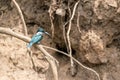 Amazon Kingfisher & x28;Chloroceryle amazona& x29; in Costa Rica