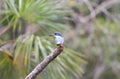 Amazon kingfisher Royalty Free Stock Photo