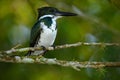 Amazon Kingfisher, Chloroceryle amazona. Green and white kingfisher bird sitting on the branch. Kingfisher in the nature habitat Royalty Free Stock Photo