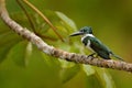 Amazon Kingfisher, Chloroceryle amazona. Green and white kingfisher bird sitting on the branch. Kingfisher in the nature habitat i