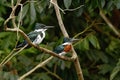 Amazon Kingfisher - Chloroceryle amazona, male and female, sitting on branch in its natural enviroment next to river, green leaves Royalty Free Stock Photo