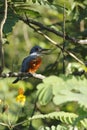 Amazon Kingfisher - Chloroceryle amazona, male and female, sitting on branch in its natural enviroment next to river, green leaves Royalty Free Stock Photo