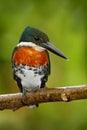 Amazon Kingfisher, Chloroceryle amazona, portrait of green and orange nice bird, Cano Negro, Costa Rica Royalty Free Stock Photo