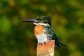 Amazon Kingfisher, Chloroceryle amazona, portrait of green and orange nice bird in Costa Rica. Kingfisher from tropic forest. Port