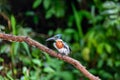Amazon Kingfisher, Chloroceryle amazona, Refugio de Vida Silvestre Cano Negro, Wildlife and bird watching in Costa Rica