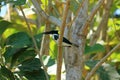 Amazon Kingfisher (Chloroceryle amazona) sitting on a branch in Costa Rica Royalty Free Stock Photo