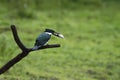 Amazon Kingfisher - Chloroceryle amazona sitting on branch with fish in its beak, green clear background, costa rica, wildlife Royalty Free Stock Photo