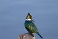 Amazon Kingfisher close up from Pantanal, Brazil