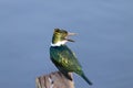 Amazon Kingfisher close up from Pantanal, Brazil