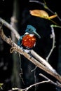 Amazon kingfisher close-up portrait in the wild