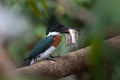 Amazon kingfisher with a large catfish catch