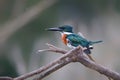 Amazon kingfisher sitting on a branch