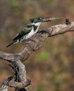 Amazon kingfisher sitting on a tree trunk eating a fish Royalty Free Stock Photo