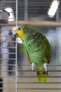 Amazon large green parrots sits in the cage and lloking into camera. smart, social creature. Playful and affectionate bird able