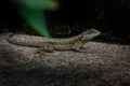 Amazon Lava Lizard - Calango Royalty Free Stock Photo