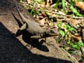 Amazon Lava Lizard Tropidurus torquatus Searching the Environm Royalty Free Stock Photo