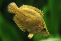 Amazon leaf fish (Monocirrhus polyacanthus)