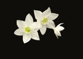 Amazon Lillies also know as Eucharis grandiflora