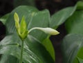 Amazon Lily Or Eucharis