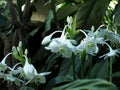 Amazon Lily Or Eucharis