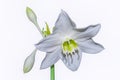 Amazon lily flower on white background Eucharis grandiflora