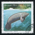 Amazon manatee