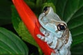 Amazon Milk Frog