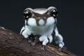 Amazon milk frog