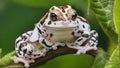 Amazon milk frog on branch, two amazon milk frog, panda tree frog Royalty Free Stock Photo