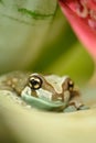 Amazon milk frog from front on flower leaf Royalty Free Stock Photo