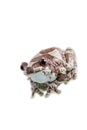 Amazon Milk Frog isolated on white Royalty Free Stock Photo