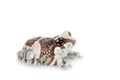 Amazon Milk Frog isolated on white Royalty Free Stock Photo