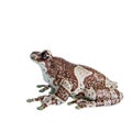 Amazon Milk Frog isolated on white Royalty Free Stock Photo